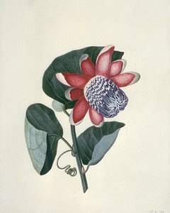 花卉研究，18世纪 作者 彼得·布朗